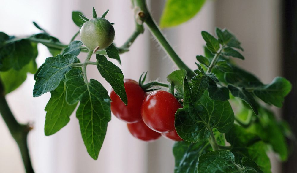 Фотография автора Е лена Е