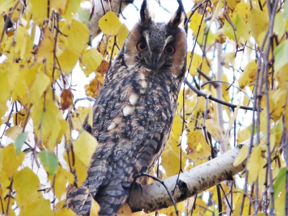 Photograph by Лариса Басова