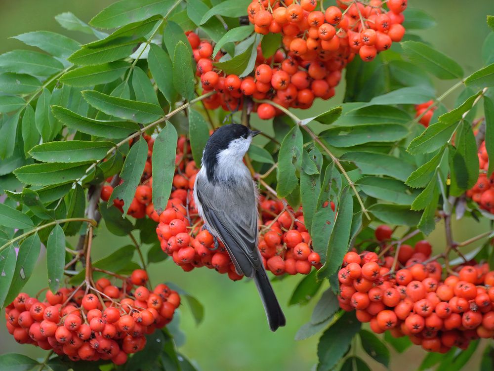 Изумрудное лето