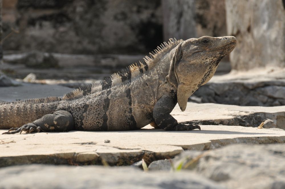 Фотография автора YURY RAMITSAN