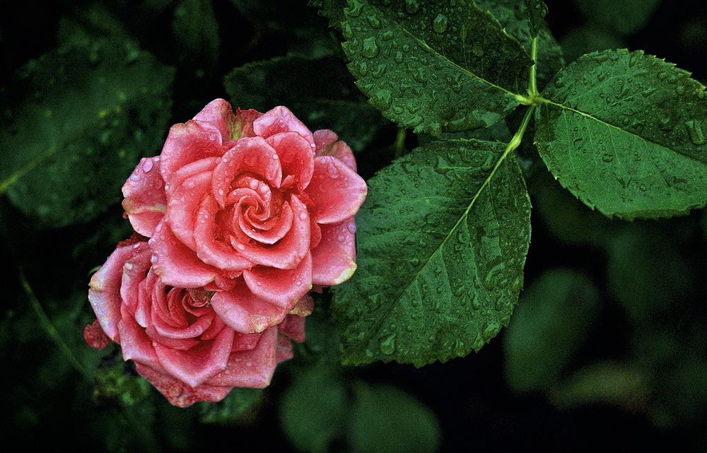 Фотография автора Е лена Е