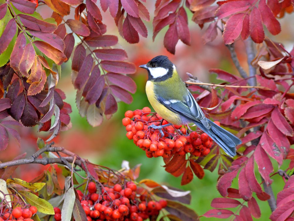 Осенний цвет