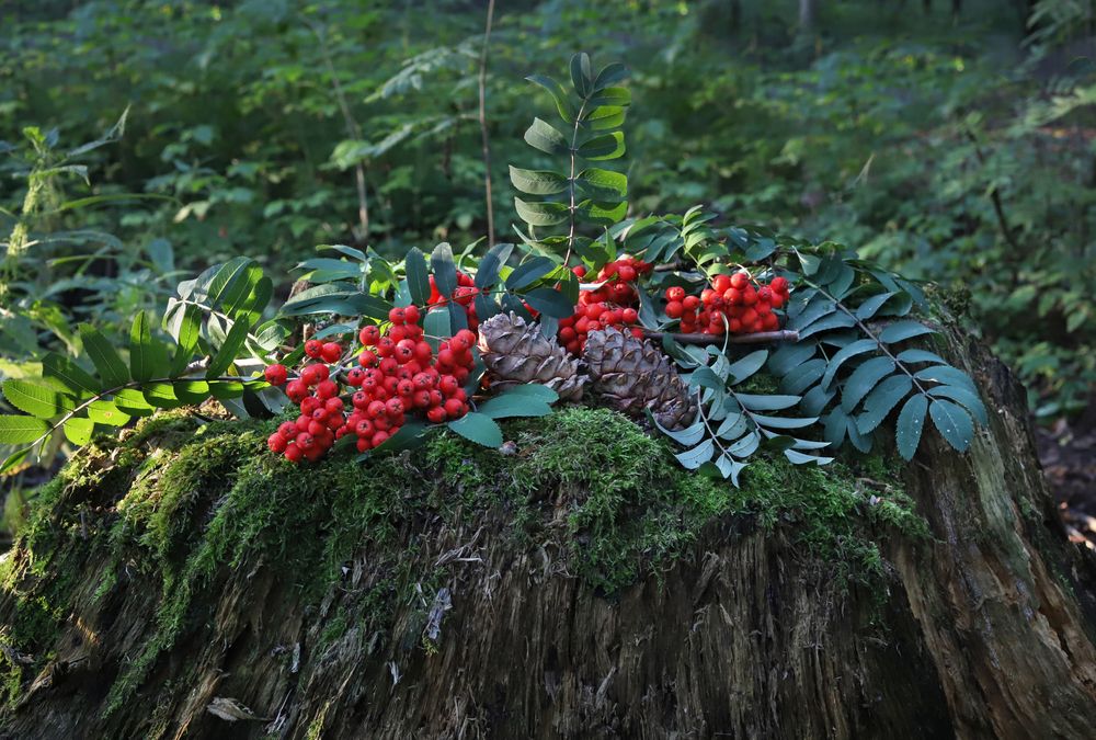 Фотография автора Светлана Бакулина