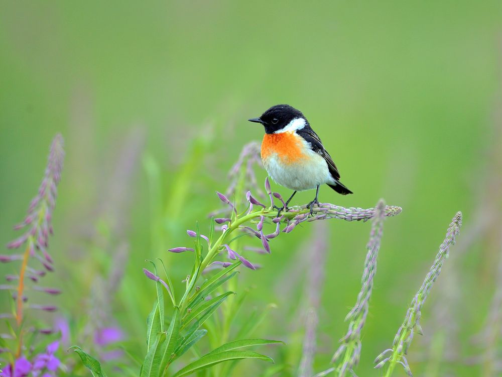 Полевые зарисовки