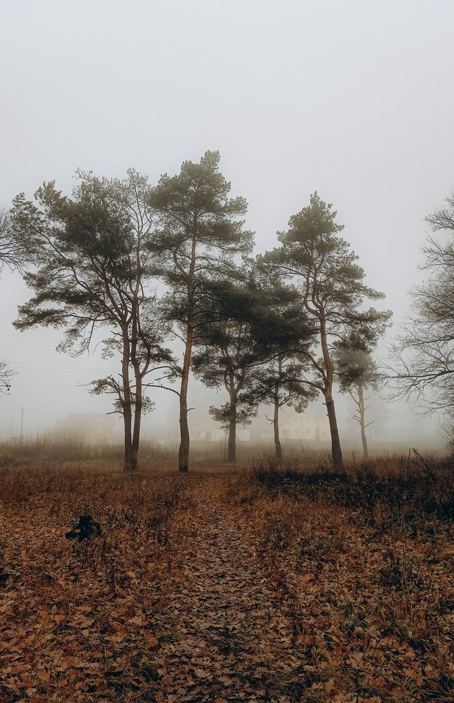 Photograph by Людмила Горячева