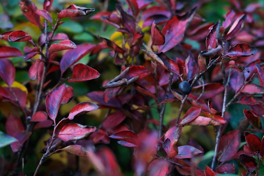 Photograph by Ирэна Ершова