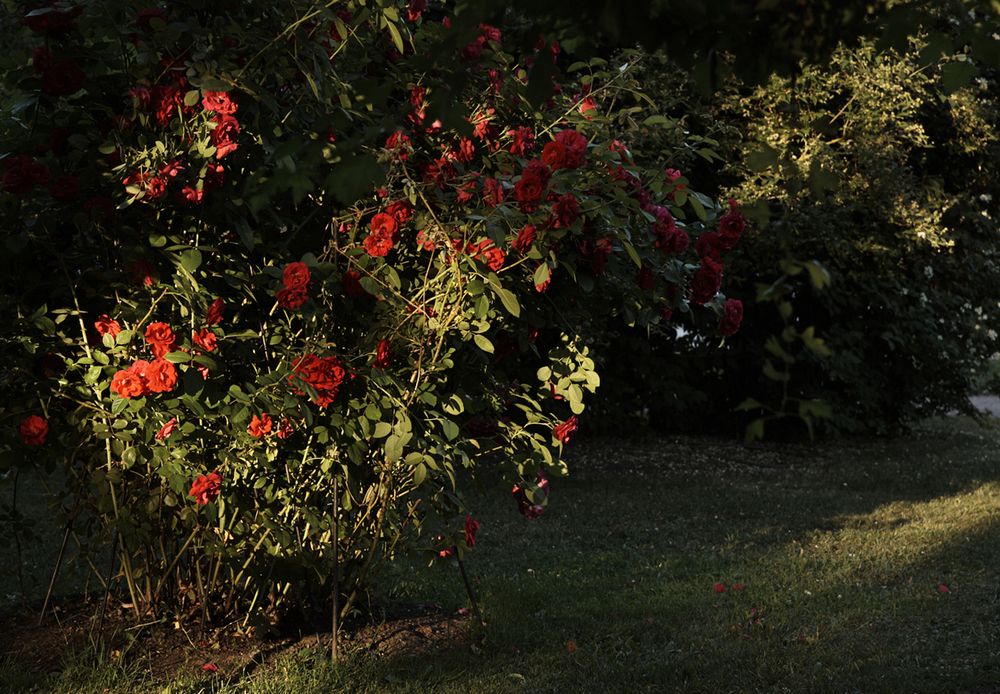 Фотография автора Харламова Валентина