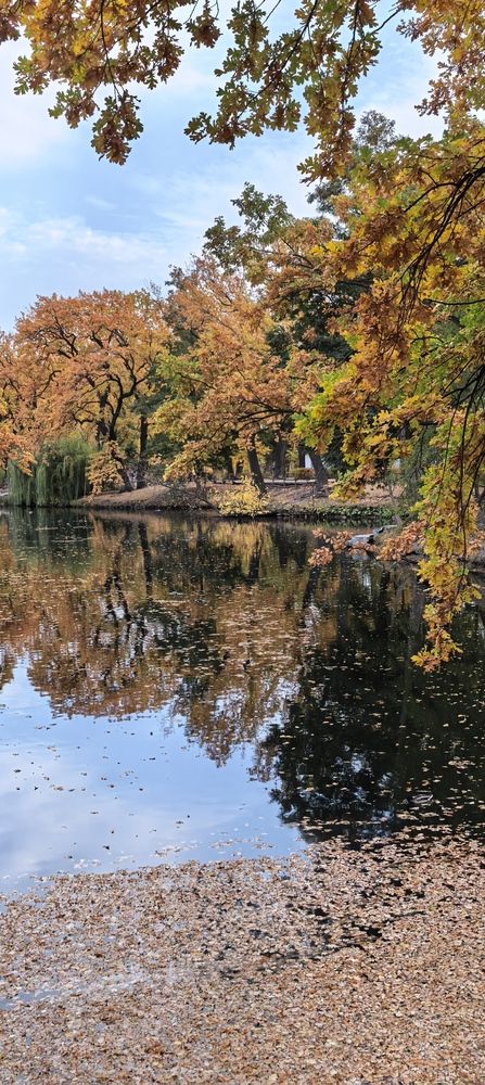 Листья желтые