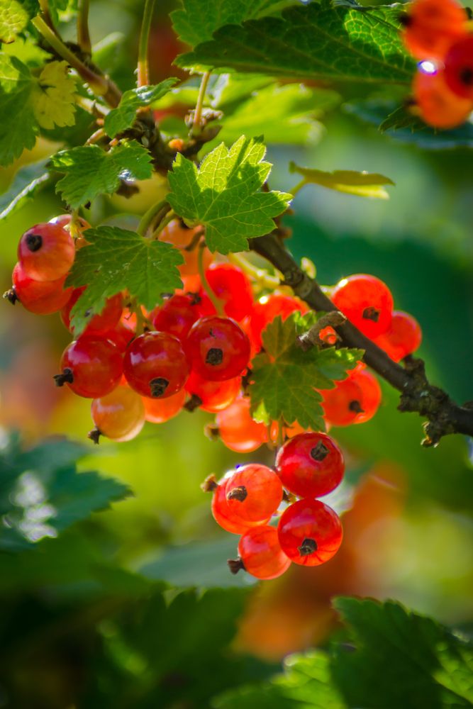 Photograph by Ольга Заповедная