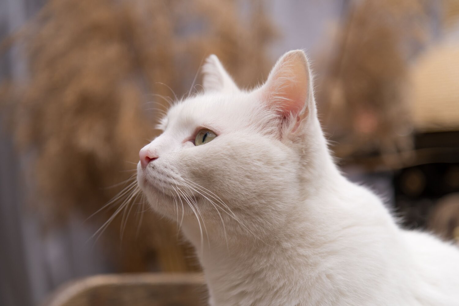 Photo #12760696