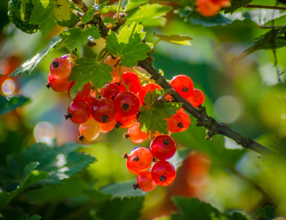 Photograph by Ольга Заповедная