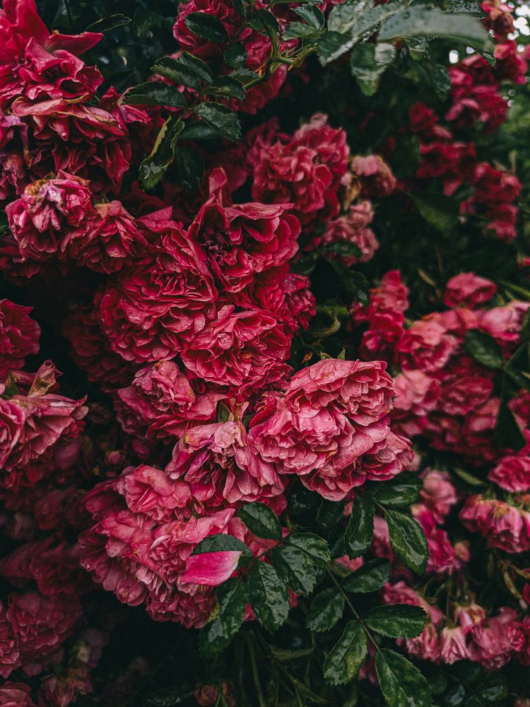 Photograph by Юлия Гашева