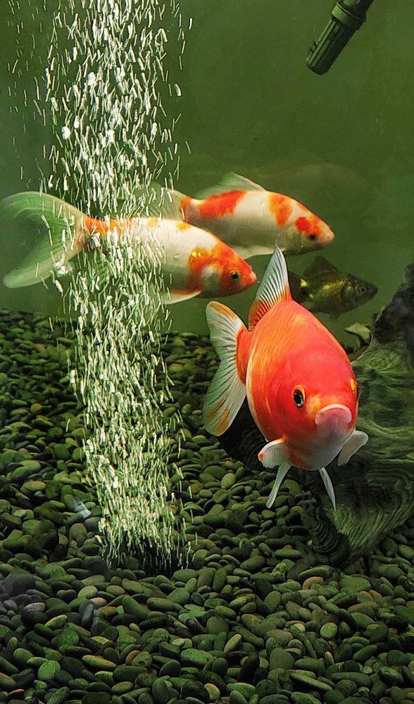 Фотография автора Е лена Е