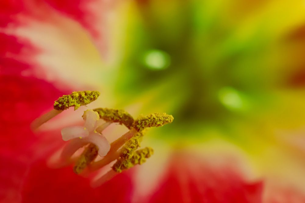 Photograph by Fernando Tavares