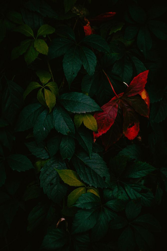 Фотография автора Алиса Исаева