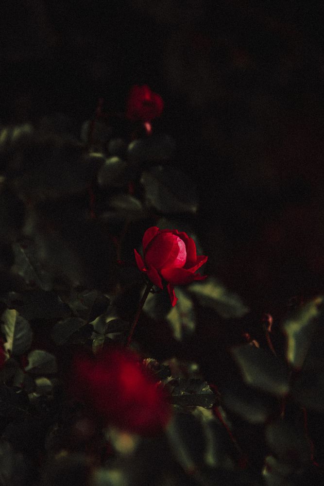 Фотография автора Алиса Исаева