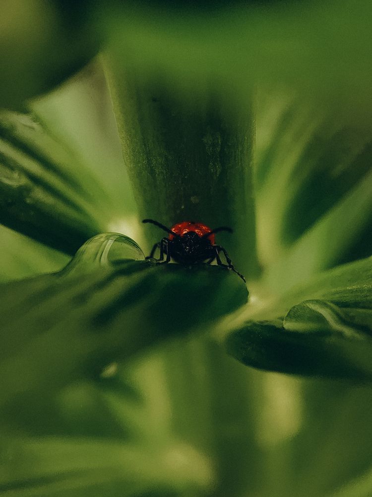 Фотография автора Алиса Исаева