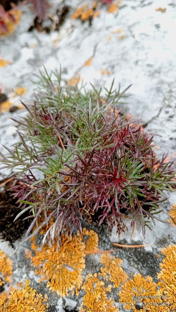 Photograph by Юлия Лихачева