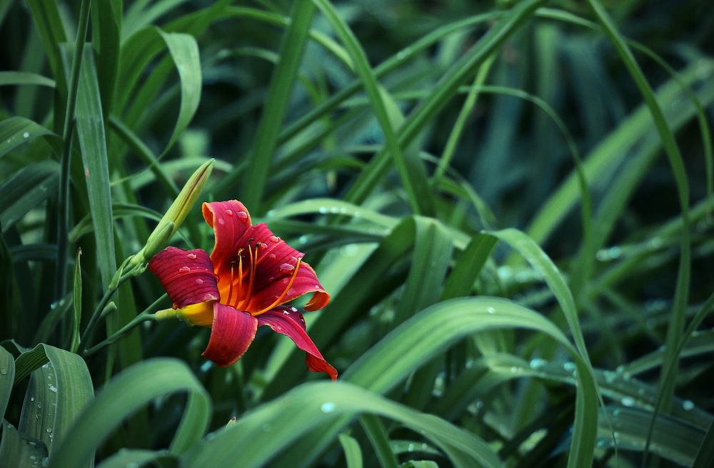 Москва, в парке.