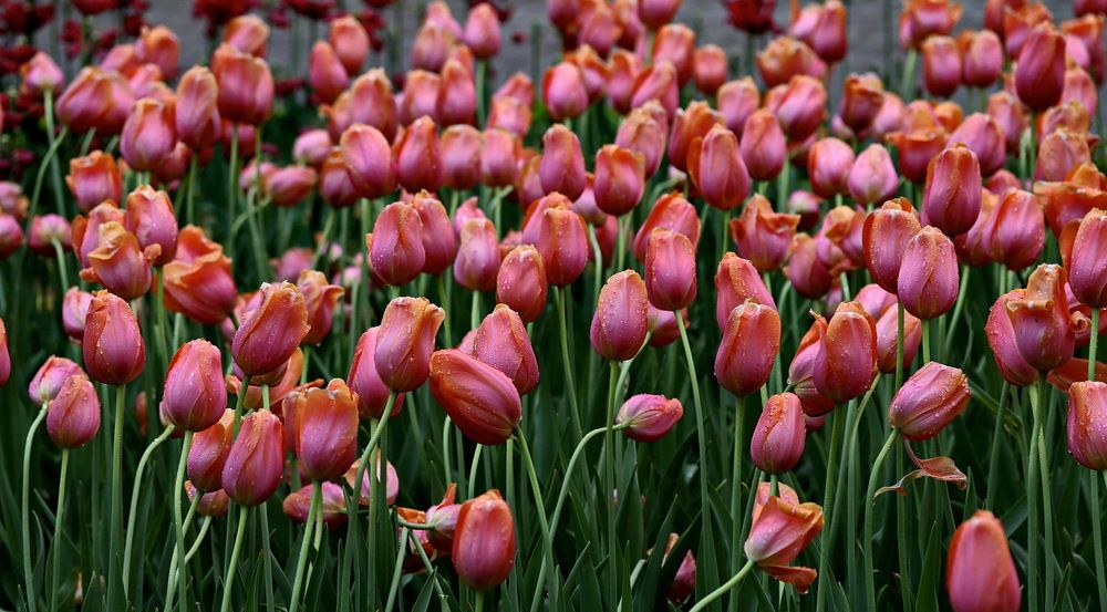 Москва, в парке.