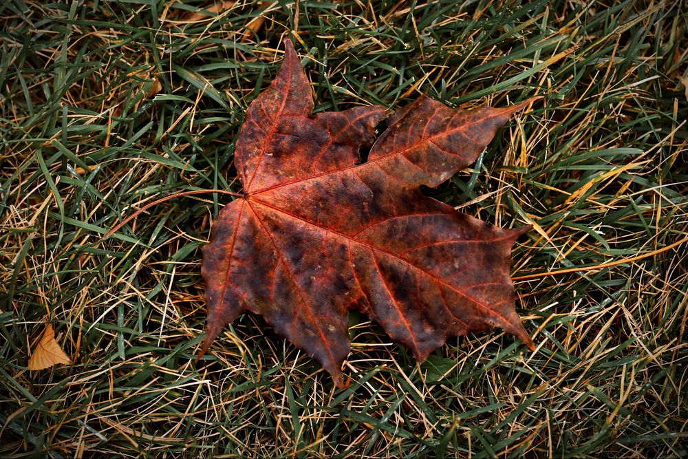 Москва, в парке.
