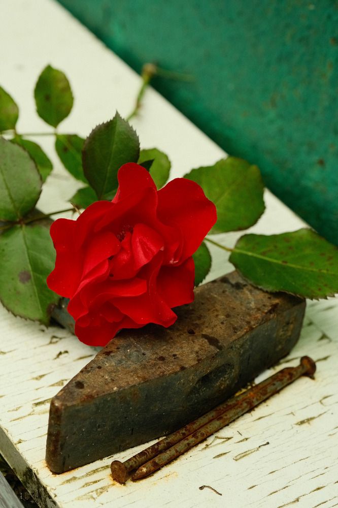 Photograph by Anastasia Vladimirovna