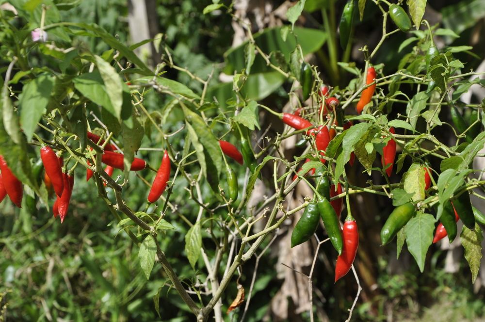 Фотография автора Fernando Rosa