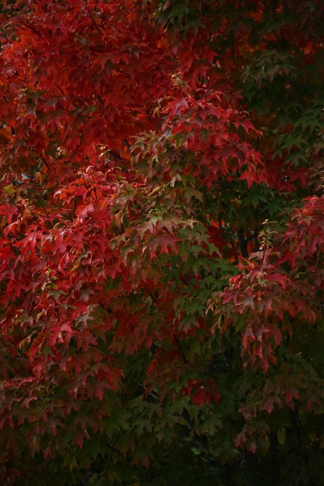 Photograph by Елена Хорошильцева