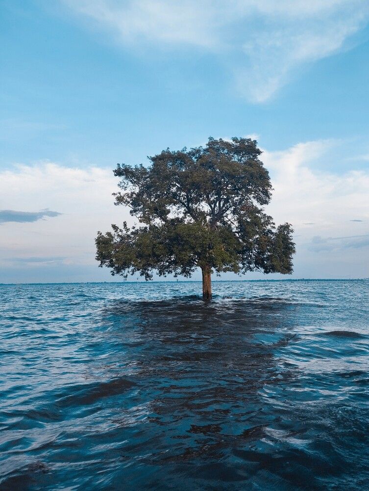 Title: The Lone Survivor