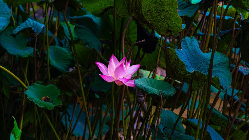 Photograph by Андрей Калинин