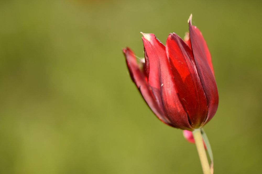 Фотография автора Ibrahim Alkan