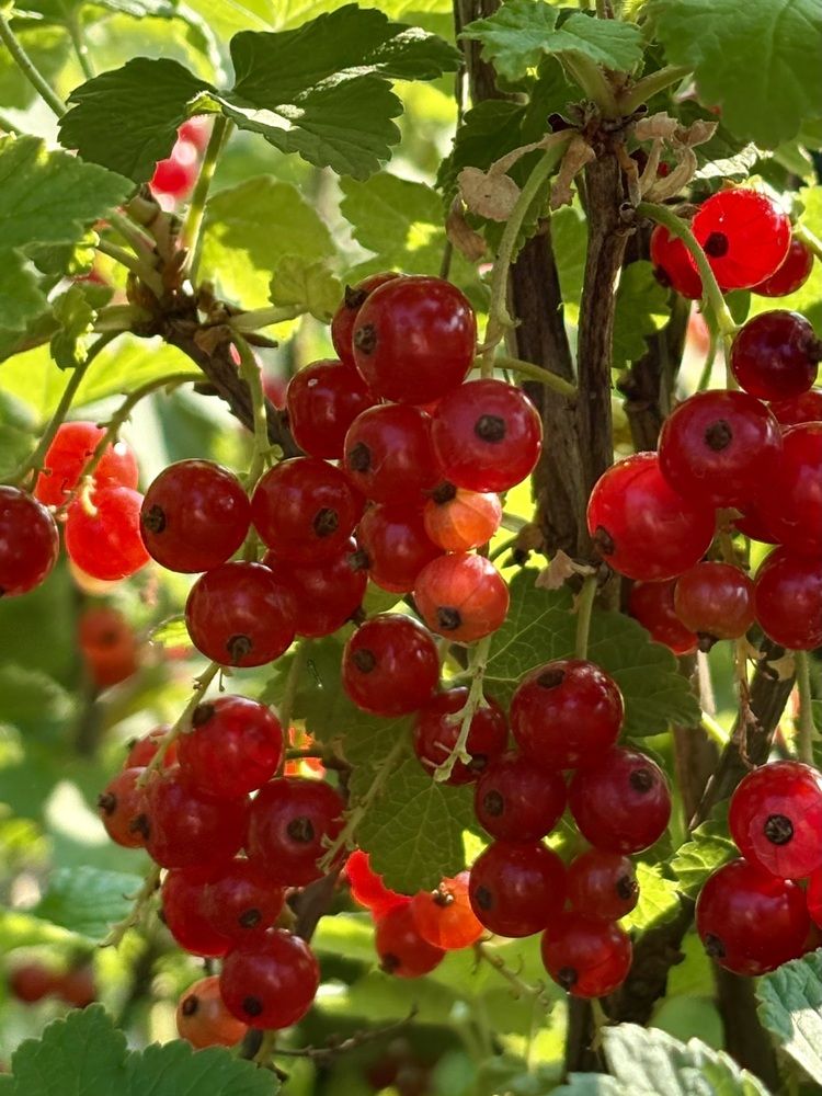 Photograph by Елена Рябова