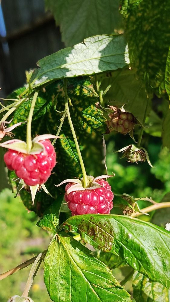 Photograph by Татьяна Никифоровец