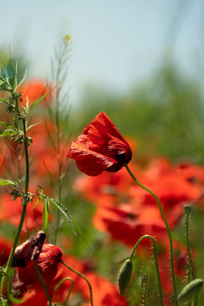 Photograph by Коржова Наталья