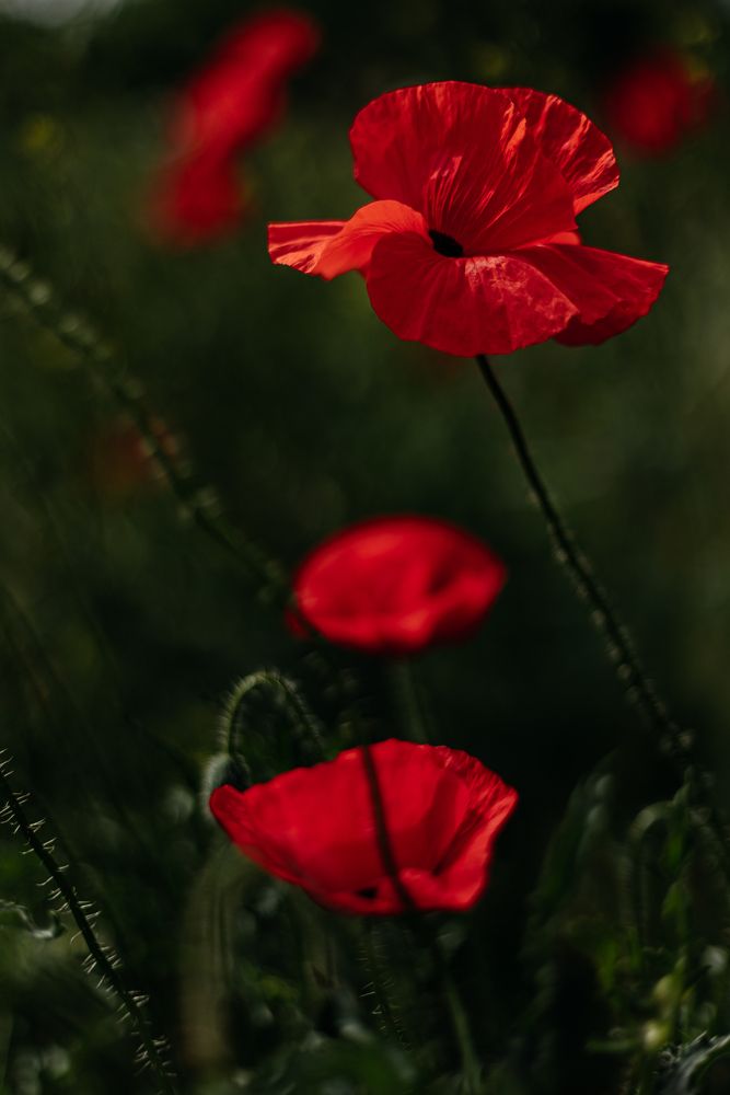 Photograph by Ирина Регульская