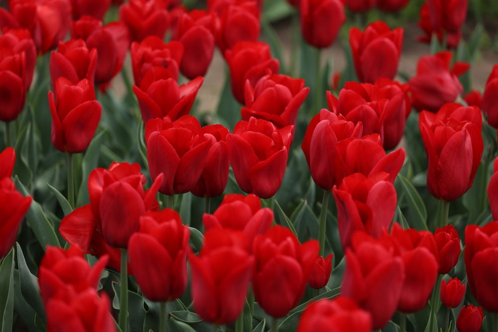 Photograph by Ирина Регульская