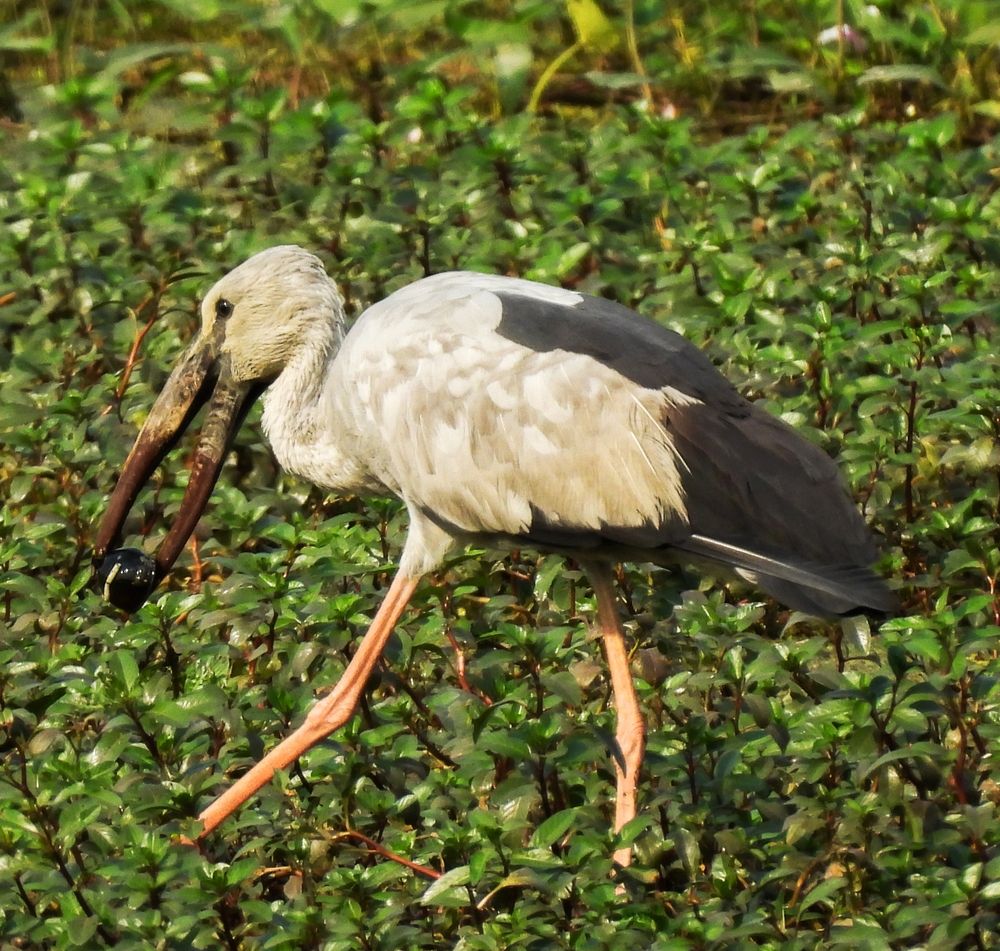 Photograph by SAYAK BHATTACHARJEE