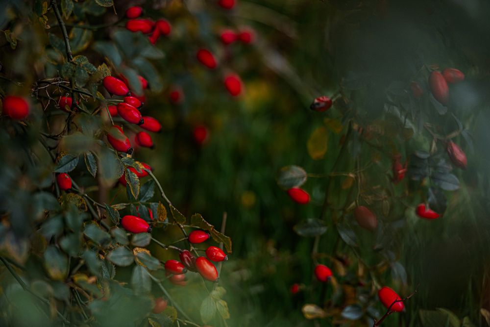 Photograph by Ирина Регульская