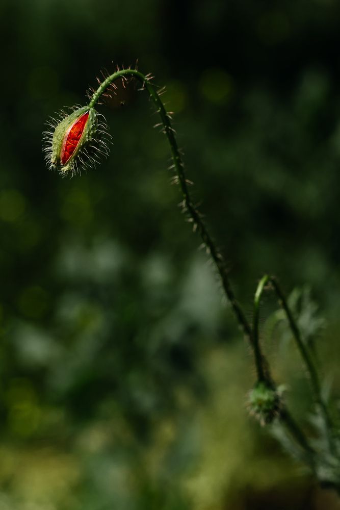 Photograph by Ирина Регульская