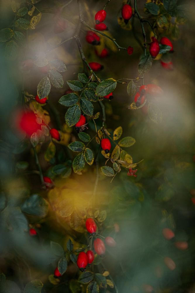 Photograph by Ирина Регульская