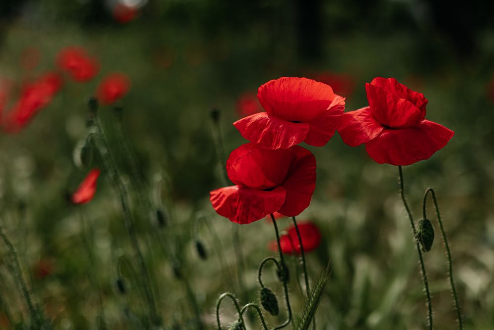 Photograph by Ирина Регульская