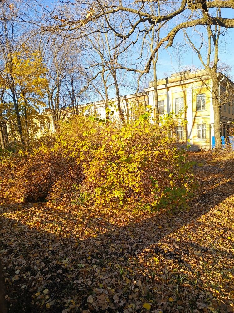 Желтая листва