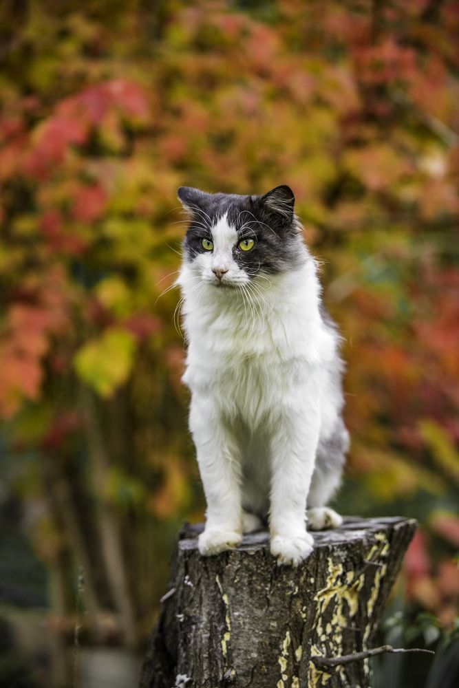 Фотография автора Михаил Лупина