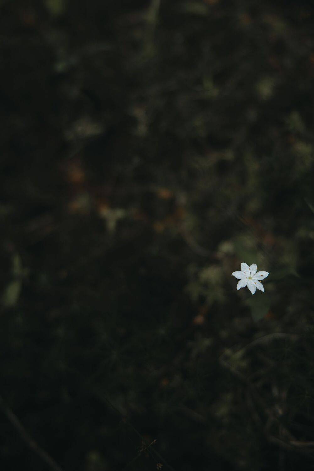 Photo #12761741
