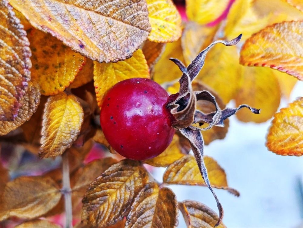 Фотография автора Ирина Сидорова