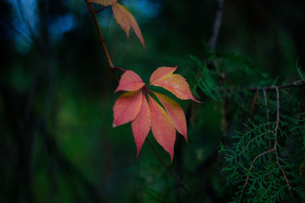 Photograph by Sofia Koshman