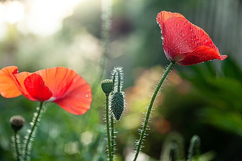 Photograph by Светлана Кавказская