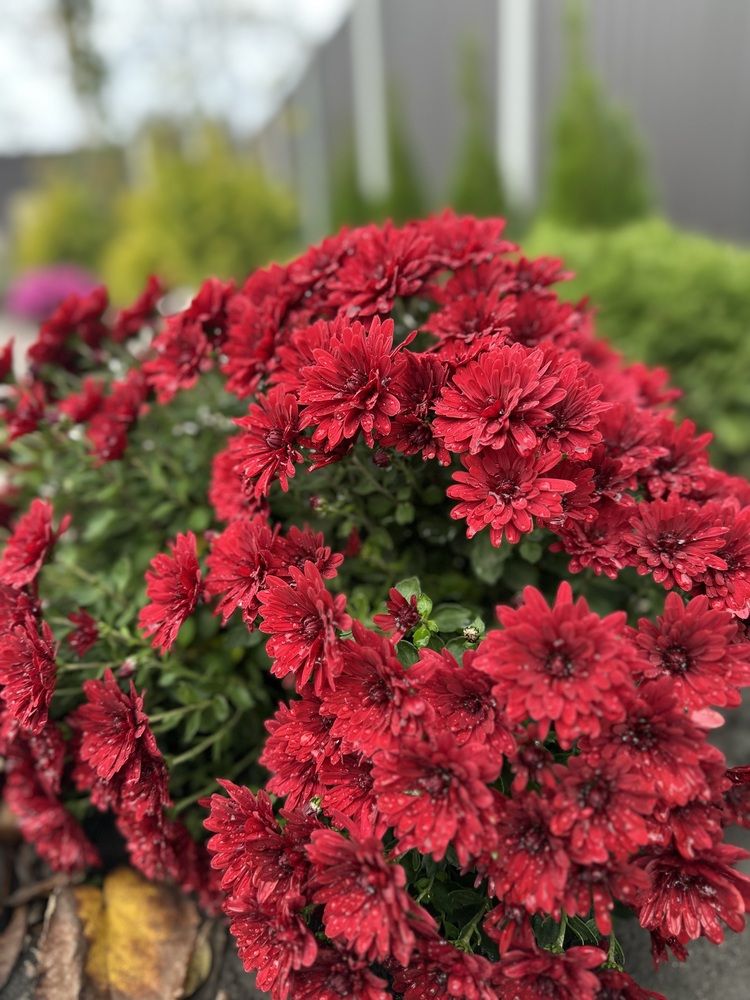 Photograph by Наталья Берон