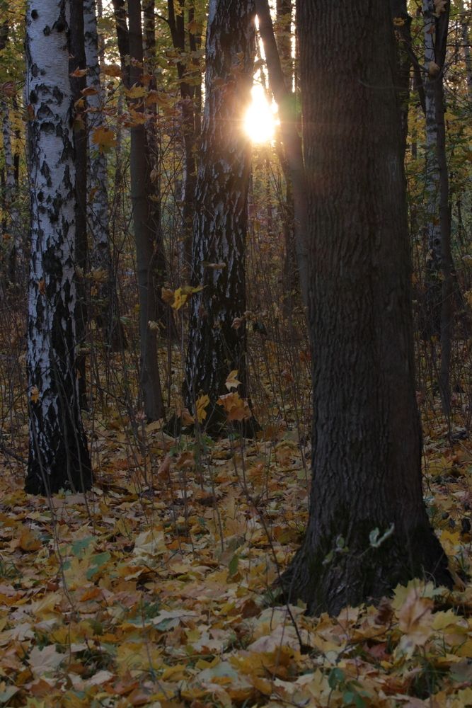 Фотография автора Александр Катацумури