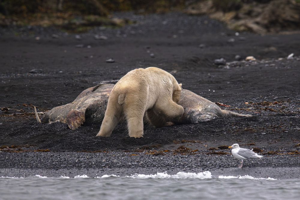 Фотография автора Лаврентьев Александр